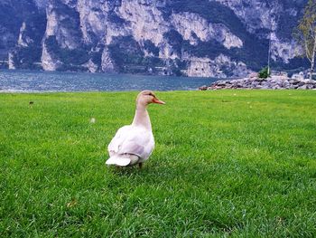 Swan on grass by water against sky