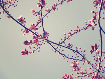 Low angle view of cherry blossoms blooming on twig