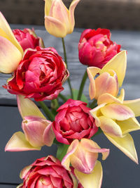 Close-up of pink roses