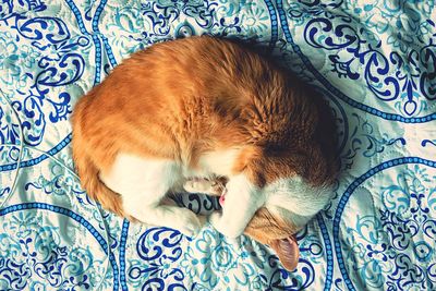 High angle view of cat sleeping on bed