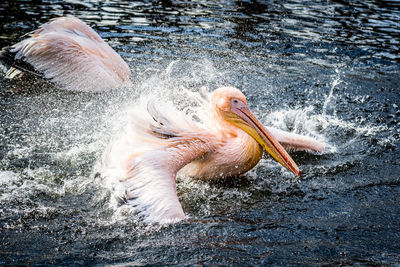 Pelican swimming in water