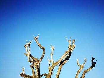 Low angle view of bare tree against clear blue sky