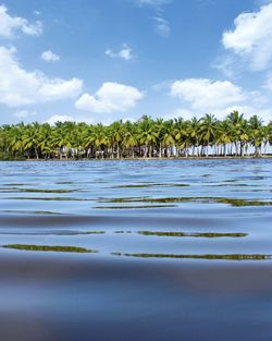 Scenic view of palm trees on land against sky