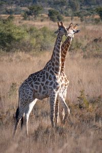 Portrait of giraffe