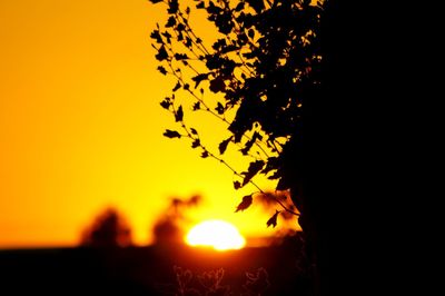 Silhouette plant against orange sky during sunset