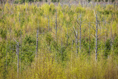 Pine trees in forest