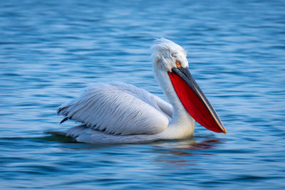 Close-up of pelican