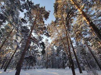 Low angle view of snow covered trees in forest against sky