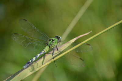 Close-up of insect on leaf