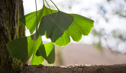 Close-up of leaves on tree trunk against wall