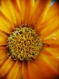 Extreme close-up of flower pollen
