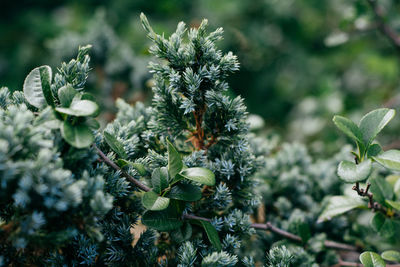 Close-up of flower bud