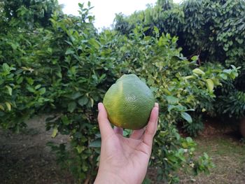 Big lime in my garden.