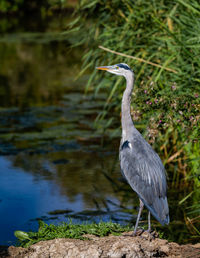 Gray heron perching on a lake