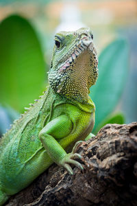 Close-up of lizard on tree