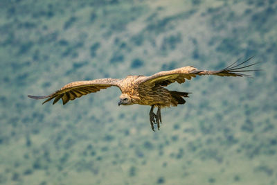 White-backed vulture stretches out wings to land