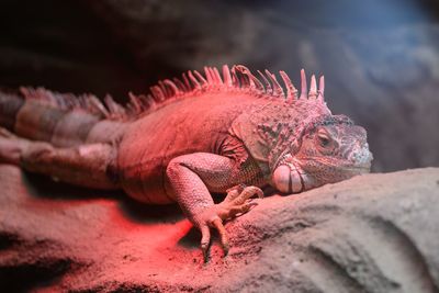 Close-up of iguana on rock