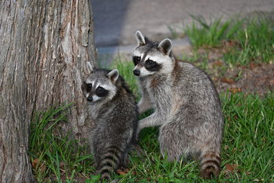 Close-up of an animal