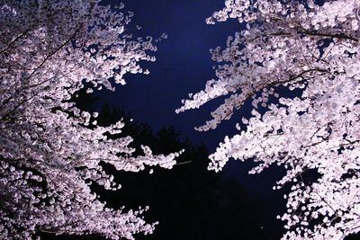 Low angle view of flowers