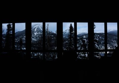 Trees seen through window