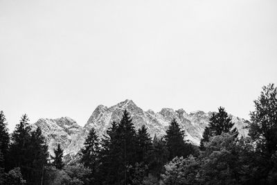 Low angle view of pine trees against sky