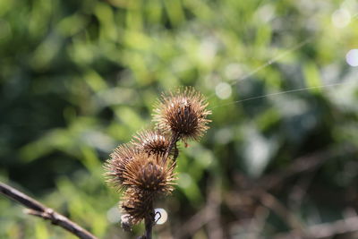 Close-up of thistle