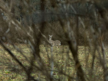 View of deer on field