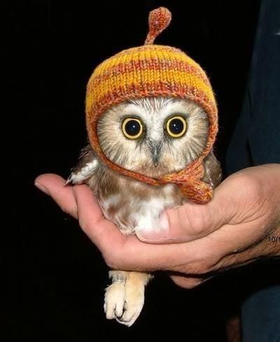 person, holding, animal themes, one animal, close-up, part of, human finger, indoors, wildlife, lifestyles, black background, cropped, animals in the wild, unrecognizable person, studio shot, night, front view