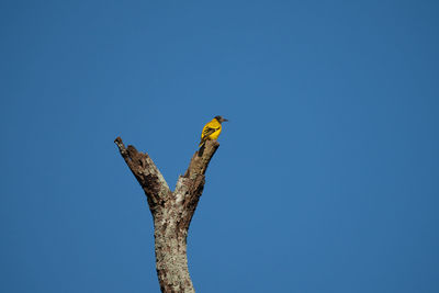 Low angle view of bird perching against clear blue sky