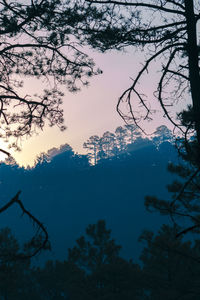 Low angle view of silhouette trees against sky