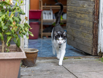 Portrait of cat sitting on potted plant