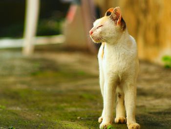 Close-up of cat