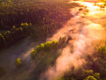 Enchanting sunrise mist over majestic forest in northern europe