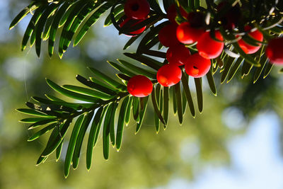 Close-up of red leaves on plant