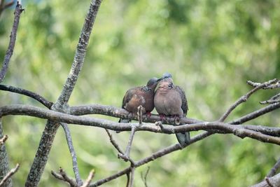 Birds perching on branch