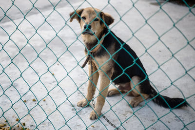 Dog sitting in a fence