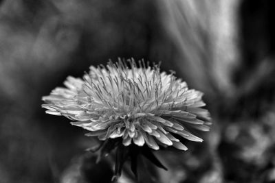 Close-up of flowers