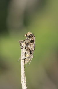 Close-up of dry leaf on a plant