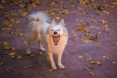 High angle view of dog yawning on footpath