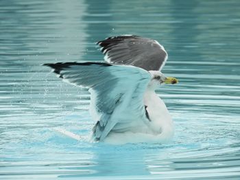 Seagull bathing in swimming pool spreading wings