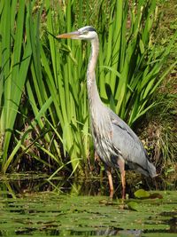 High angle view of great blue heron standing in the water