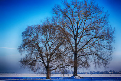 Bare tree against sky during winter