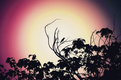 Low angle view of silhouette tree against sky at sunset