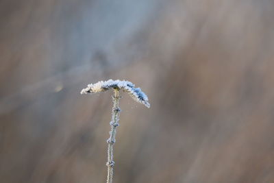 Close-up of frozen plant