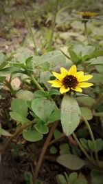 Close-up of yellow flowers