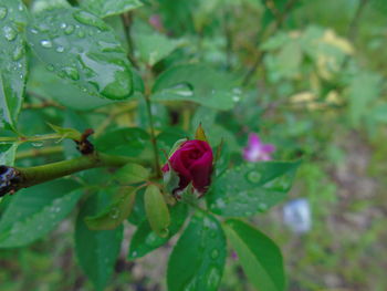 Close-up of red rose blooming outdoors