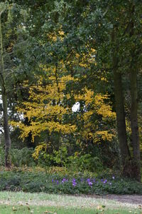 Trees and plants growing in park