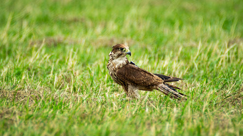 Bird perching on a grass