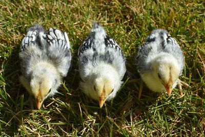 High angle view of birds in grass