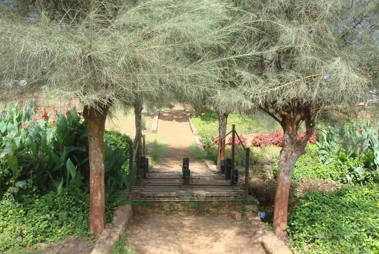 the way forward, tree, growth, steps, plant, nature, footpath, railing, tranquility, steps and staircases, green color, walkway, beauty in nature, day, park - man made space, tranquil scene, pathway, staircase, grass, diminishing perspective